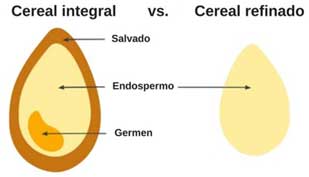 Imagen descriptiva de cereal integral frente a cereal refinado