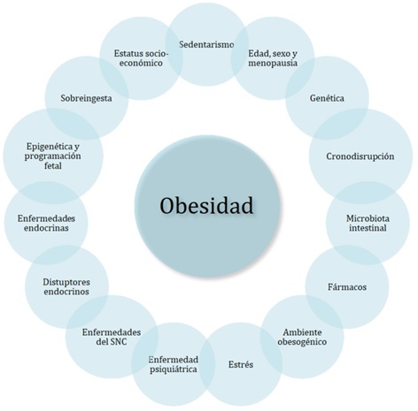 La obesidad NO es comer mucho y moverse poco