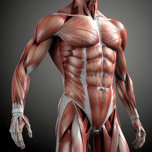 Nutrición para ganar masa muscular